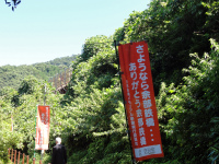 Pwւ̓o蓹
